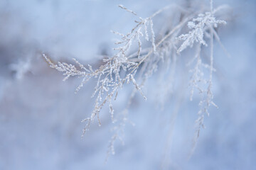 A brush of dry grass, covered with crystals of frost, against a background of a snowdrift in blue...