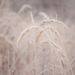 Dry grasses bent under the snow in hoarfrost