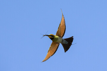 Rainbow Bee-eater