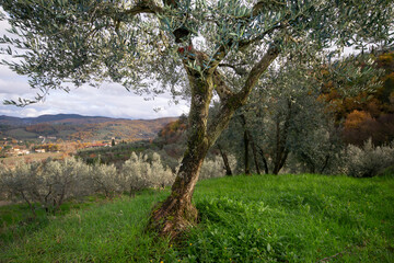 portrait of a beautiful olive tree with hills in autumn colors in the background 