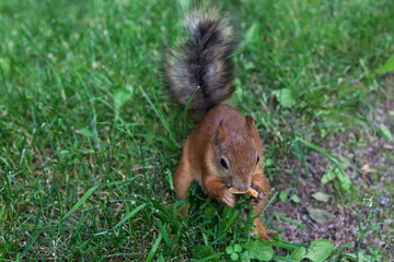 Red squirrel on green grass