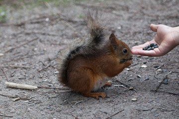 Naklejka na ściany i meble Red squirrel eats sunflower seeds from hand