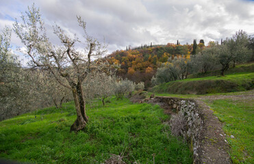 scenic view of an agricultural field with olive tree and hills in autumn colors in Tuscany