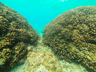 Formaciones de coral en Baja California
