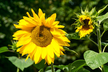 Obraz premium Yellow flowers of decorative sunflower in the garden. Bumblebee collecting nectar.