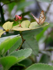 
butterfly on blooming rose. nature's perfection
