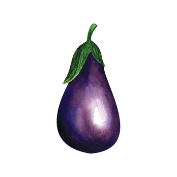 Hand drawn watercolor illustration violet eggplant on white background. Fresh farm food