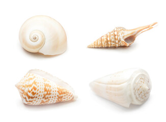 Realistic spiral shell art with natural neutral colors on a white background from the ocean