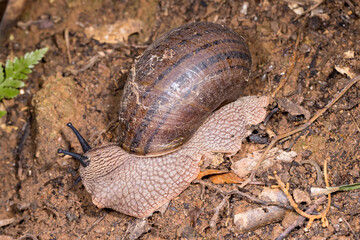 Panda Snail on rainforest floor