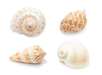 Realistic spiral shell art with natural neutral colors on a white background from the ocean