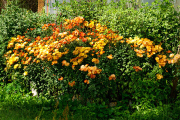 Bushes with flowers of yellow-orange chrysanthemums in the garden in autumn.