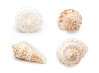 Realistic spiral shell art with natural neutral colors on a white background from the ocean