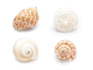 Realistic spiral shell art with natural neutral colors on a white background from the ocean