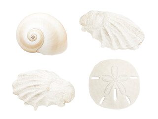 Realistic spiral shell art with natural neutral colors on a white background from the ocean
