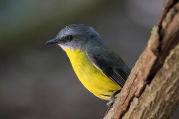 Eastern Yellow Robin perched on tree