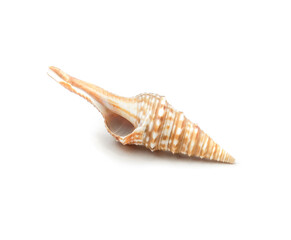 Realistic spiral shell art with natural neutral colors on a white background from the ocean