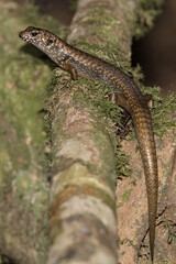 Blue-speckled Forest Skink basking on rainforest log