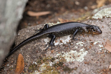 Juvenile Land Mullet basking on a rock
