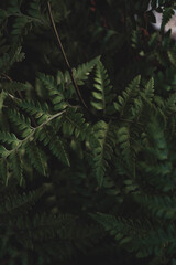 Fern in the forest