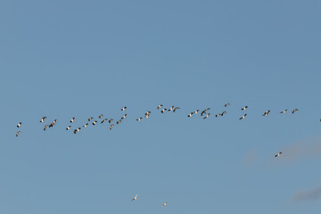 flock of lapwings