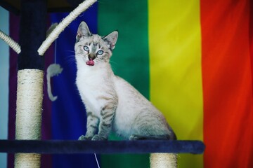 cat on the window