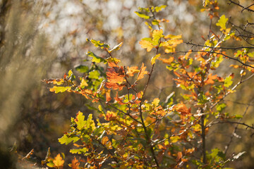 autumn leaves on the tree