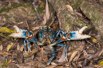 Lamington Spiny Crayfish with nippers raised in defence