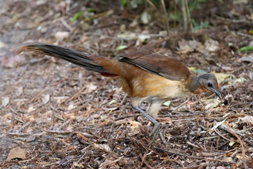 Albert's Lyrebird


