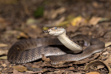 Highly venomous Rough-scaled Snake with tongue flickering