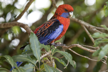 Crimson Rosella perched in tree