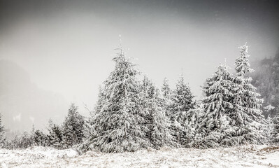 winter landscape with snowy fir trees in the mountains