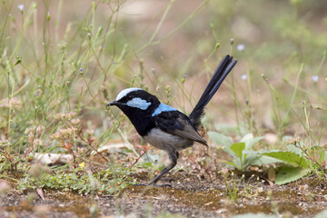 Male Superb Fairywren foraging for food