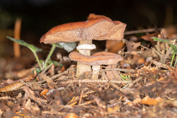 woodland mushroom 7