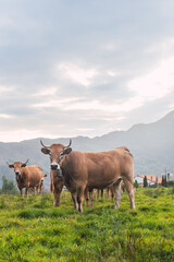 Group of curious cows with a calf grazing in the field. extension and sustainable livestock. rural life.