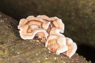 woodland mushroom 5