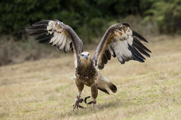 Captive Juvenile White-bellied Sea Eagle in flight