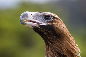 Close up of Wedge-tailed Eagle