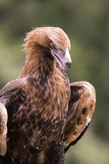 Close up of captive Wedge-tailed Eagle