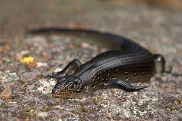 Land Mullet basking on a rock