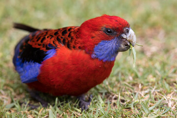 Crimson Rosella feeding on grass seeds