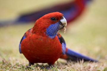 Crimson Rosella feeding on grass seeds