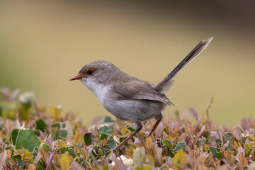 Female Superb Fairywren in search of food