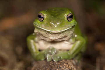 Green Tree Frog resting on log