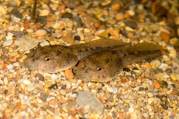 Tadpoles of the Great Barred Frog