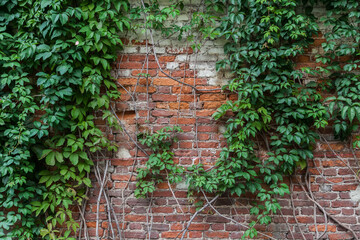 Shabby brick wall covered with vine texture background