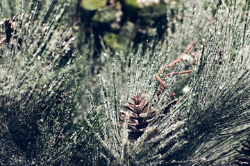 Christmas holiday decorations. Christmas fir tree brunch with red berries and cones in snow sparkling close up texture. Shallow focus. Christmas wallpaper concept