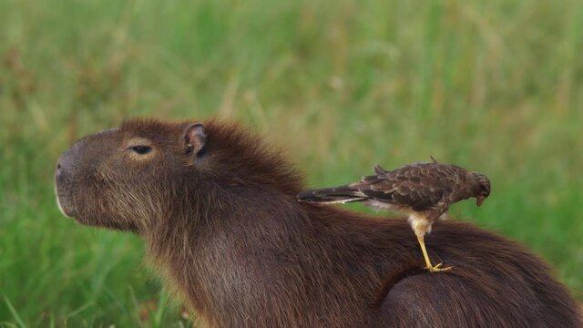Capybara (Hydrochoerus hydrochaeris) with a Chimango on his back, getting a manicure