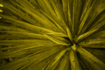 close-up of palm leaves. great background for design