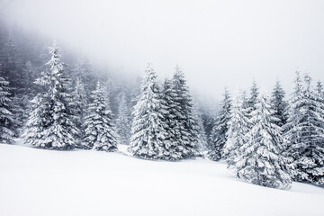 snow covered fir trees magical Christmas background