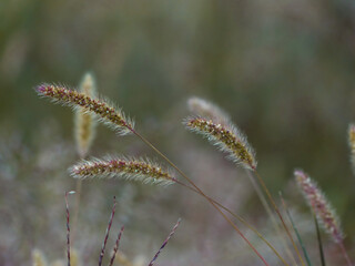 Obraz premium close up of grass